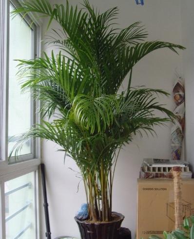 家里养凤尾竹的风水,家庭盆栽凤尾竹怎么施肥