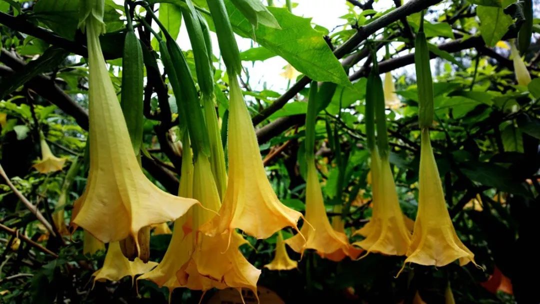 夫妻俩吃剩菜住进icu,夫妻吃小龙虾进icu