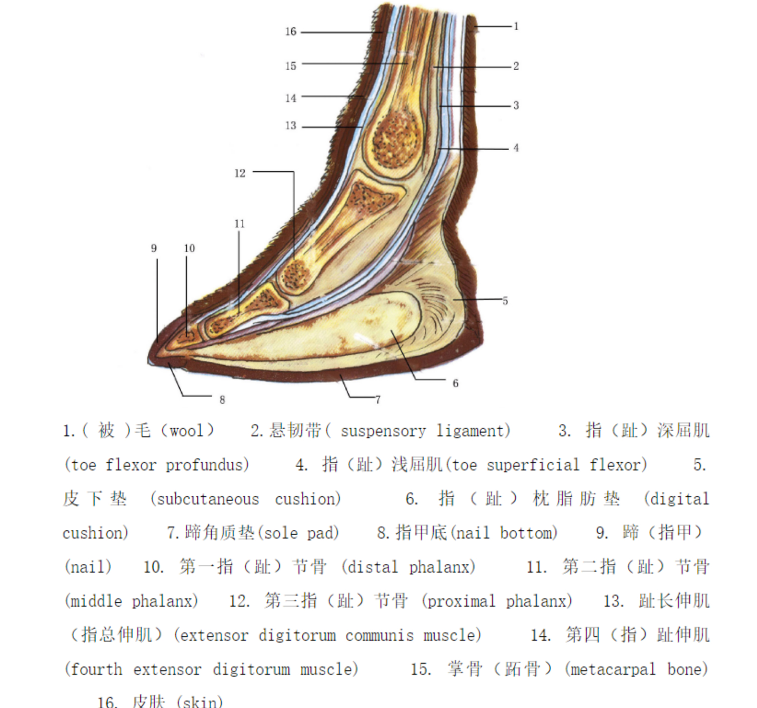 被誉为“沙漠之舟”的骆驼,仙人掌、断肠草都是它的食物