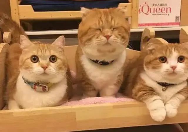 最受欢迎的猫品种前十名,国内最受欢迎的6种猫咪橘猫