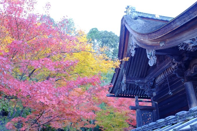 京都赏枫2022,京都赏枫必去景点有哪些好玩的