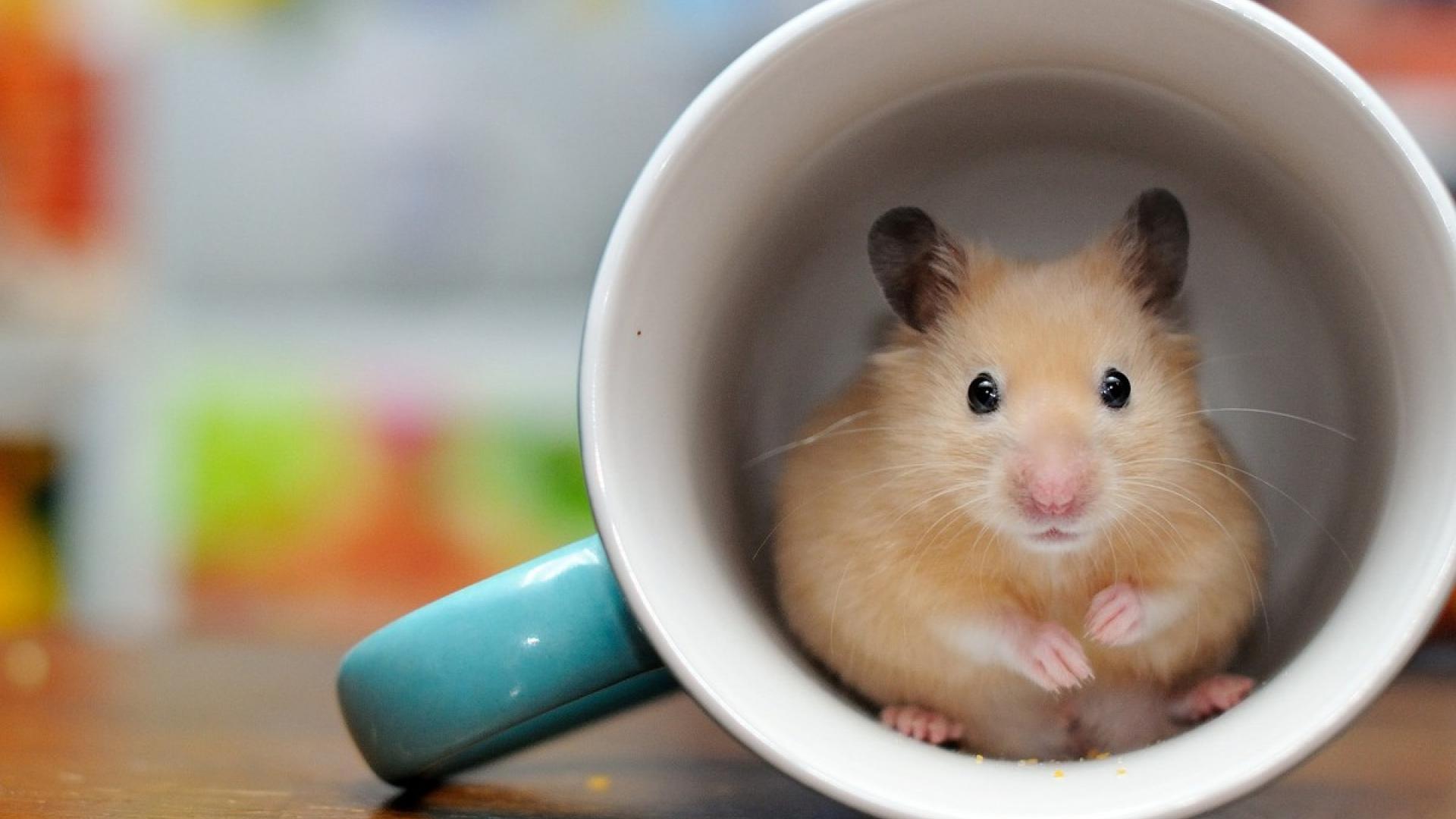 比较适合懒人养的宠物品种是什么,适合懒人养的六大便宜宠物