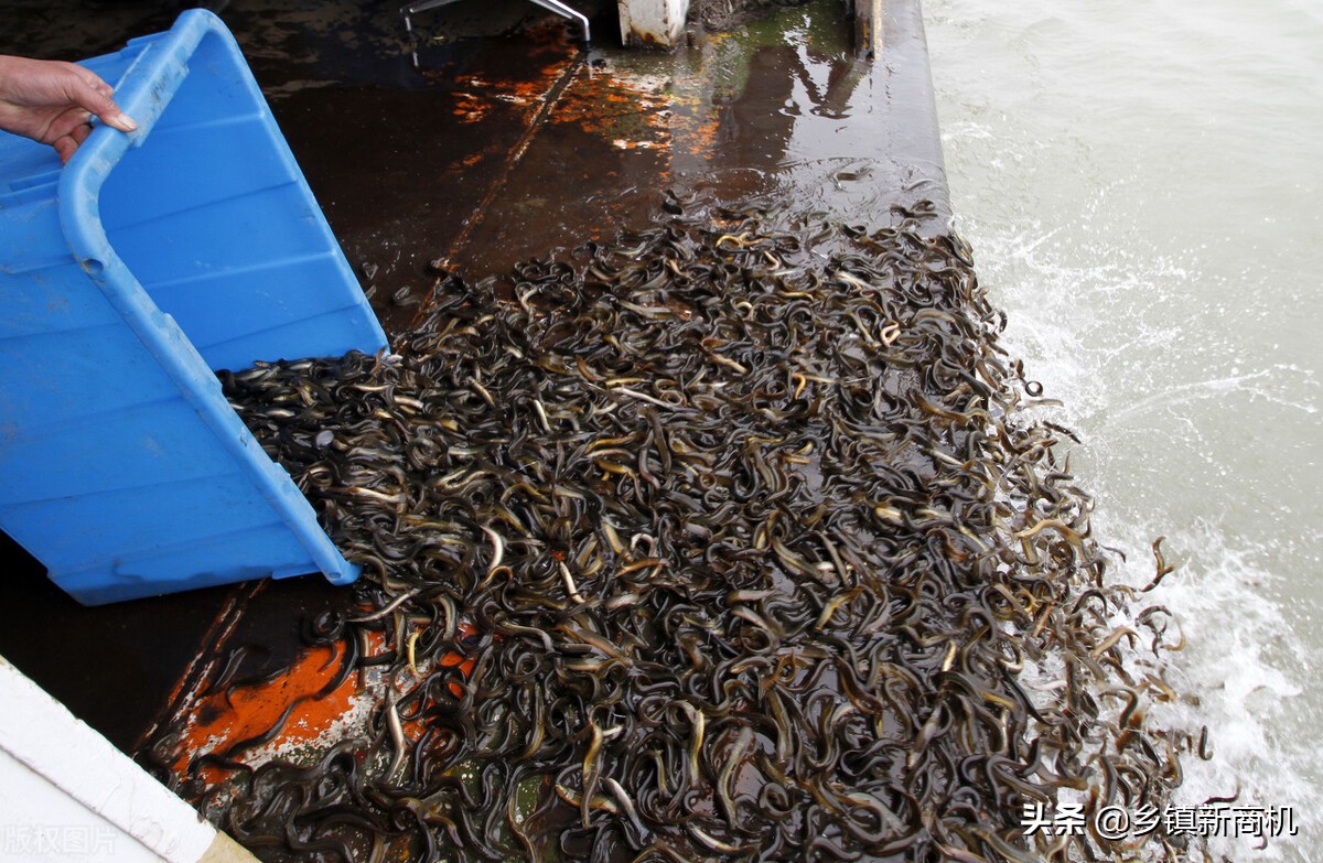 2022最好的农村养殖创业项目,广东大学生返乡下发展养殖