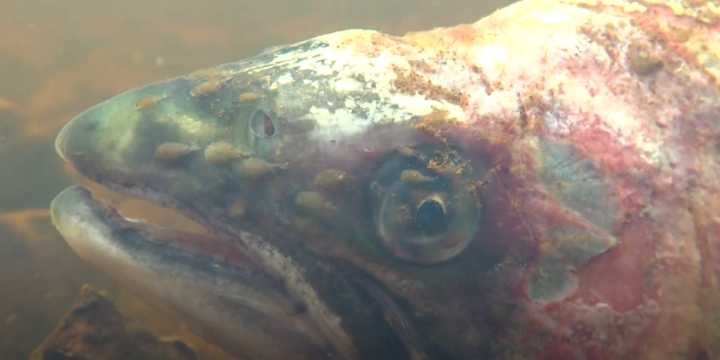 日本三文鱼寄生虫感染,三文鱼寄生虫能杀死吗