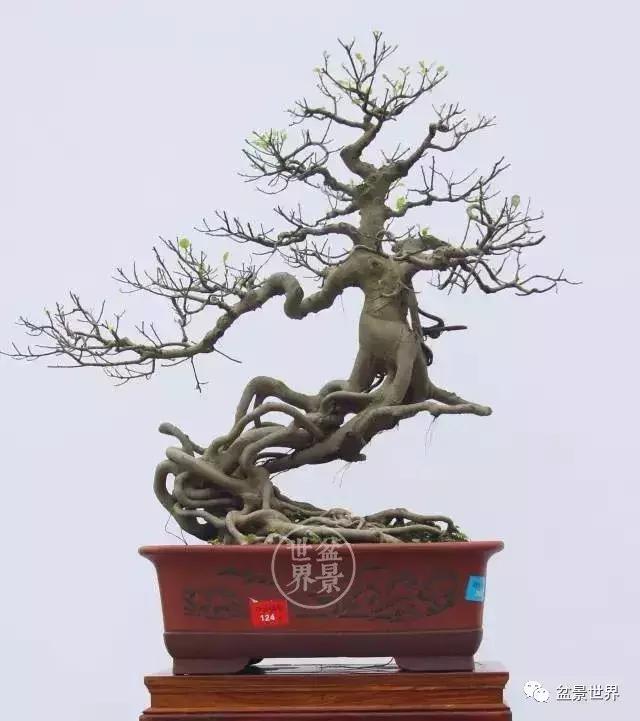 根艺盆景大全欣赏,文人根艺盆景精品大全图