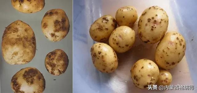 马铃薯豆角病害图谱,马铃薯病害图谱大全