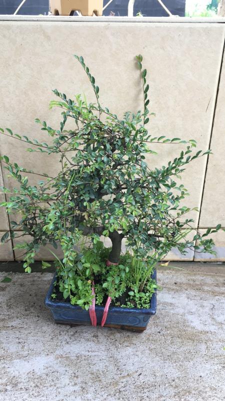 新手也能学会的修剪盆景技巧,枸杞盆景修剪技巧图解