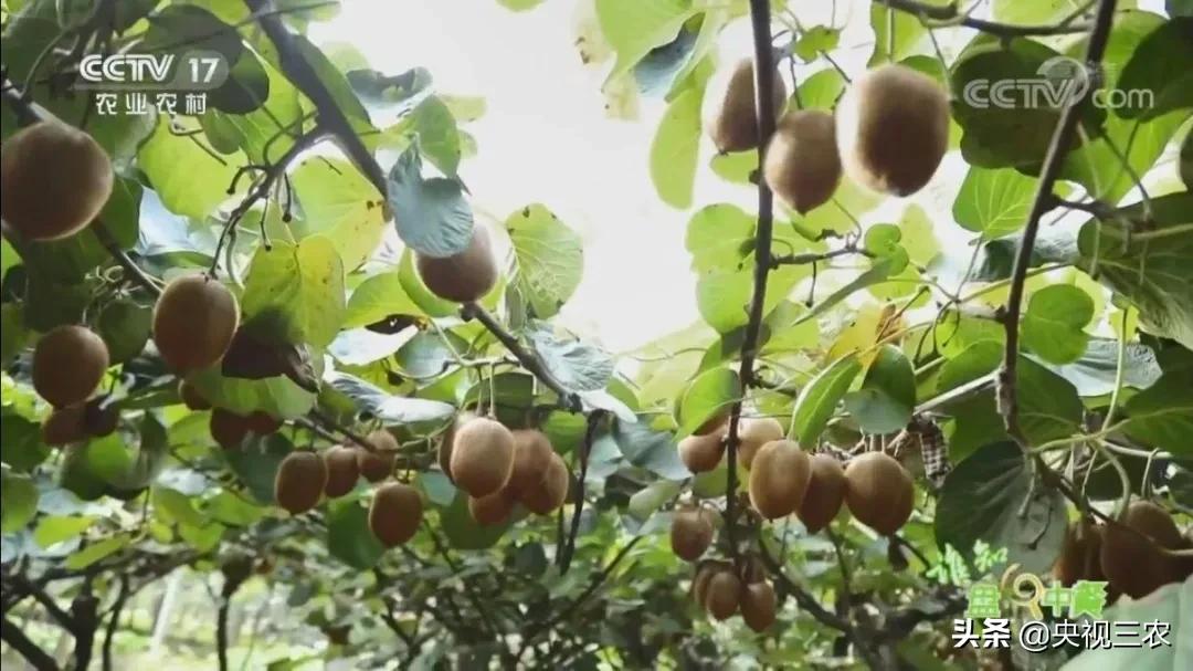 猕猴桃干泡茶维生素多吗,猕猴桃可以用热水泡软