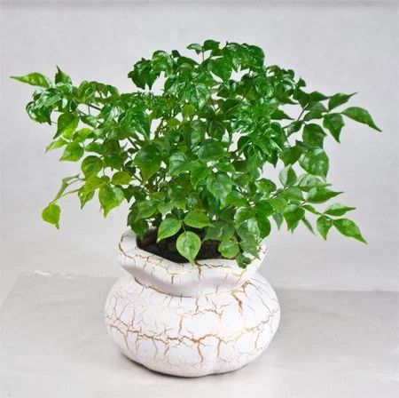 幸福树可以提高空气湿度吗,幸福树可以增加空气湿度吗