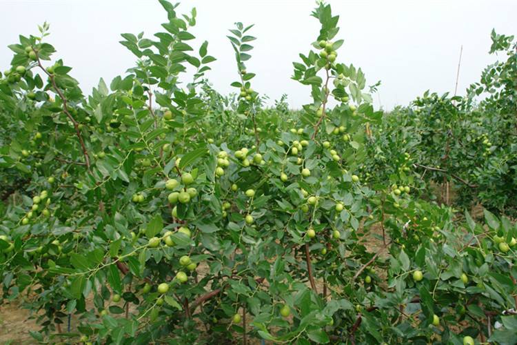 枣快成熟时为什么一直落果,大枣病虫害防治及管理