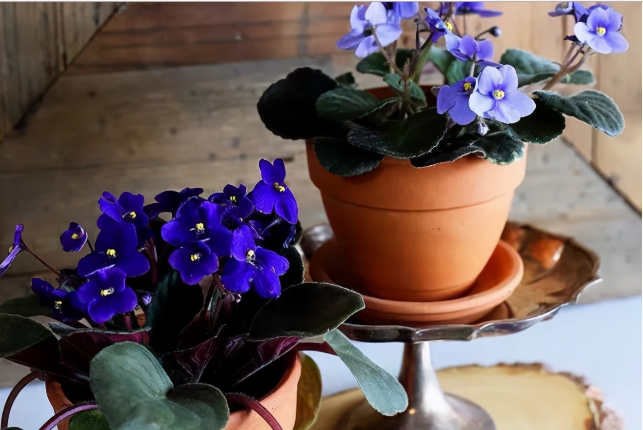 好看又好养的盆花,人养花也养人