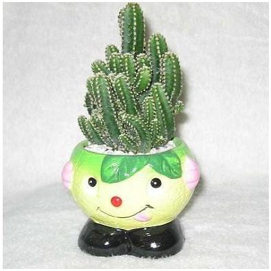 仙人指都是软塌塌的吗,仙人指软软的是怎么回事