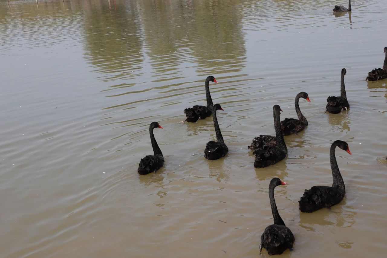 山东王屋湖国家湿地公园,山东最美湿地公园