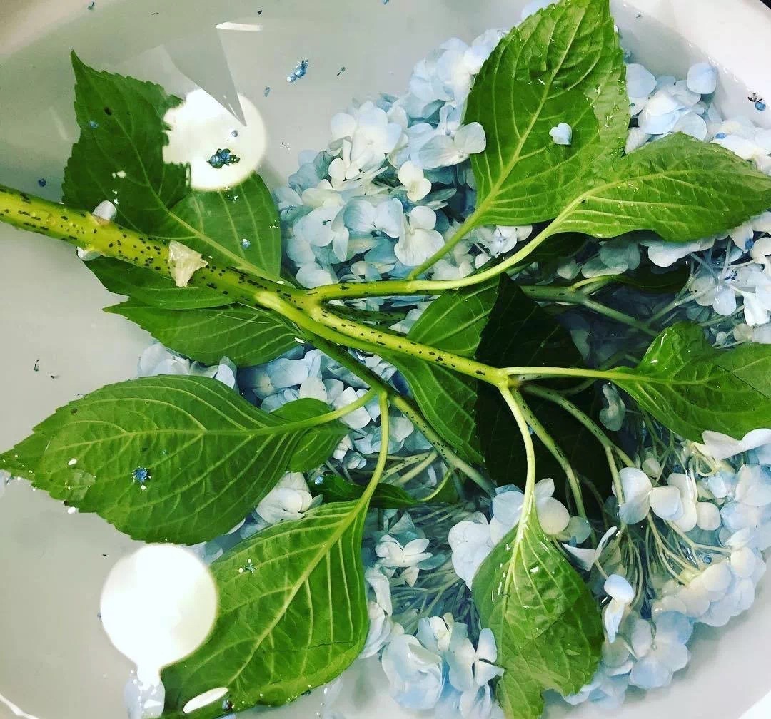 绣球花买回来一天就蔫了怎么办,绣球花彻底蔫了怎么办