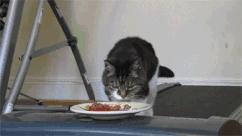 美短掉毛比一般的猫严重怎么办,英短猫掉毛严重怎么解决