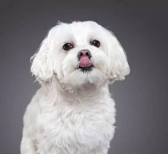 狗狗鼻子越来越粉怎么办,狗狗鼻子越来越黑是怎么回事