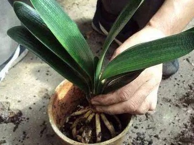 植物水浇多了蔫了怎么办,植物水浇多了烂根了怎么补救