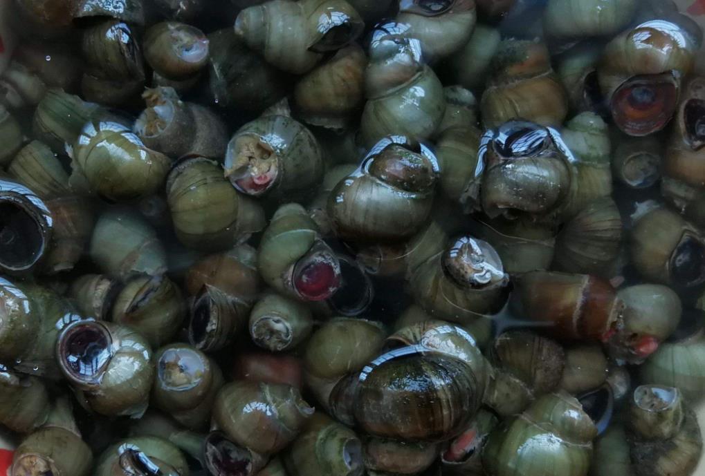 洗田螺的时候要加什么,清洗田螺的正确方法