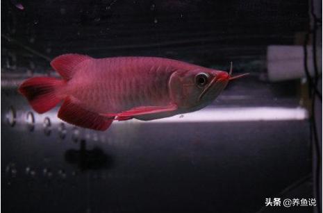 龙鱼价格为什么那么贵,龙鱼高端便宜