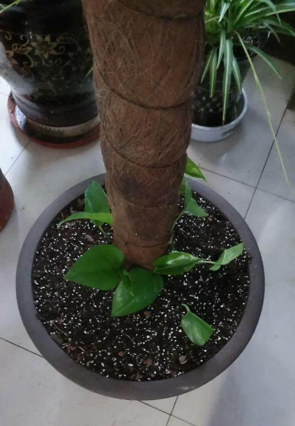 如何养好绿萝叶片又大又绿,养绿萝全靠这几点叶子肥厚不发黄