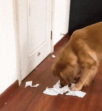 狗狗老是撕卫生纸怎么训,怎么让狗狗不再撕纸
