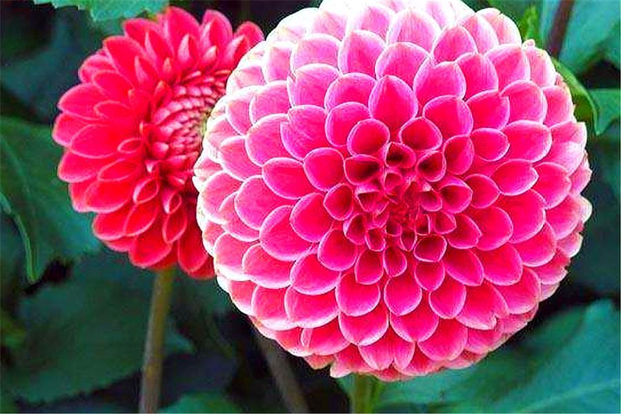 大丽花开花少过冬难？冬天做好“4件事”，安全越冬，来年猛开花