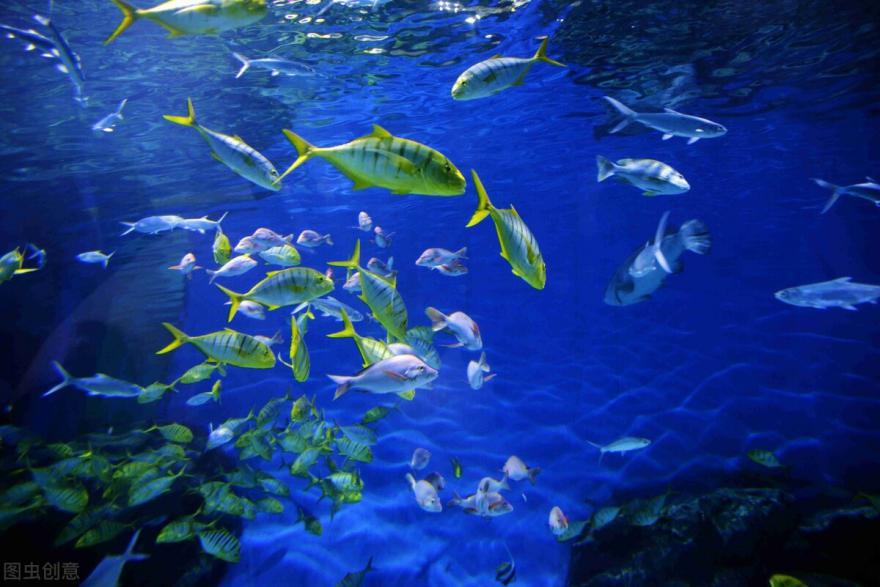 天津极地海洋馆两大一小攻略,天津第一地标