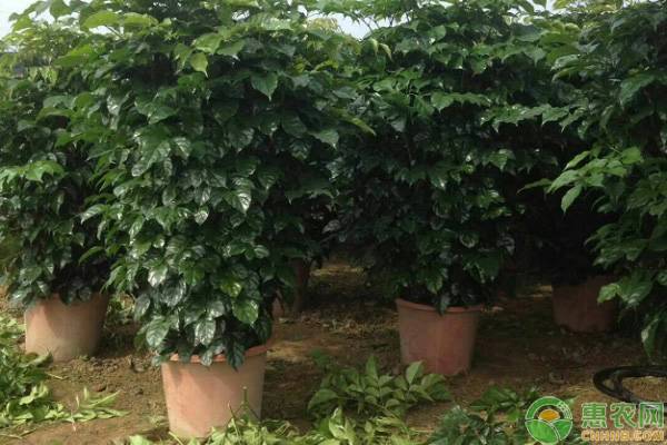 幸福树掉叶子是什么原因造成的,幸福树掉叶子是什么原因引起的