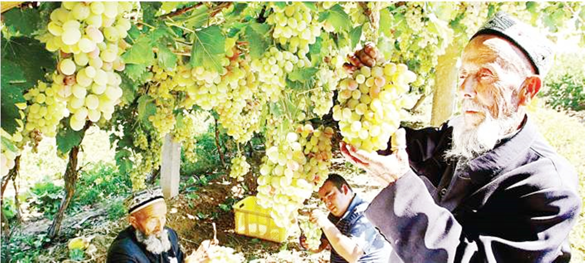 中国五大葡萄酒产区排名,中国有哪些著名葡萄酒产区和酒庄