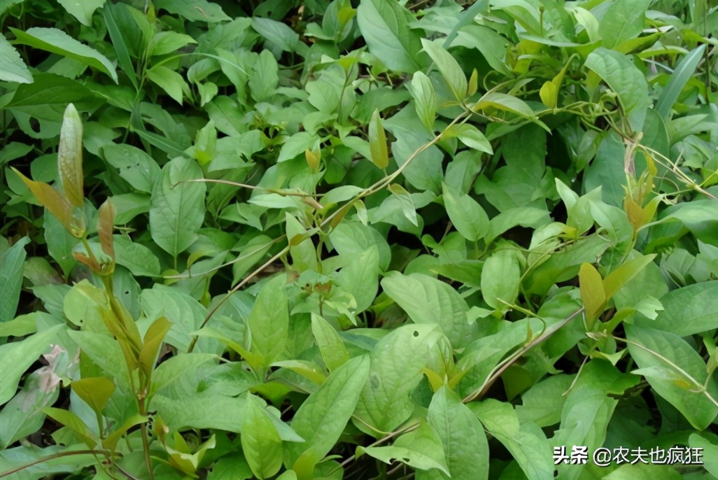 广西野菜臭藤,福建民间草药鸡屎藤