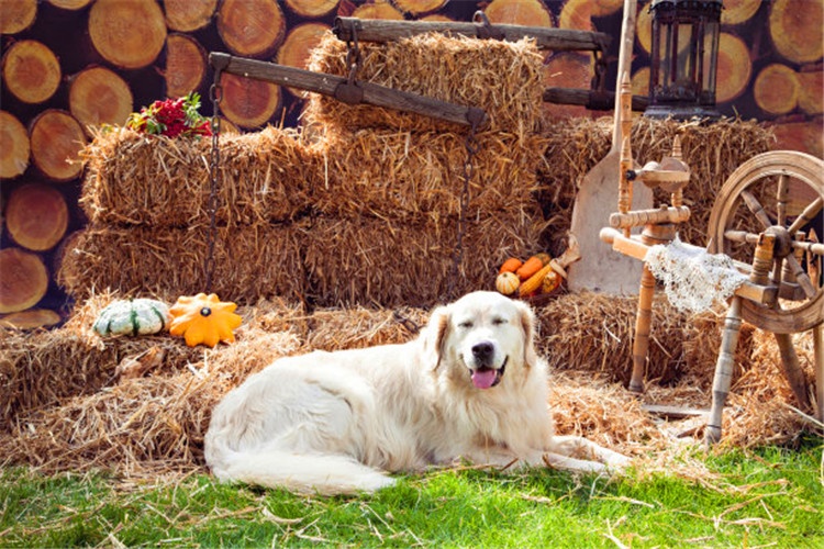 100个农村小型办厂项目,农村办厂项目哪个靠谱