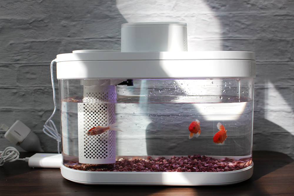 养鱼日记森森鱼缸,水族箱造景养鱼日记