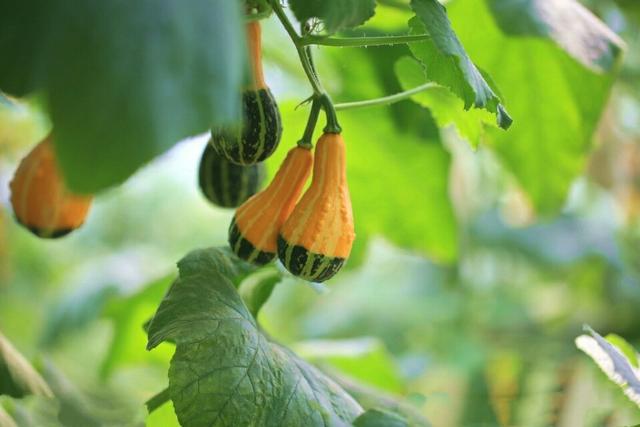 为什么南瓜苗会枯萎死,南瓜苗移栽后长得很慢是什么原因