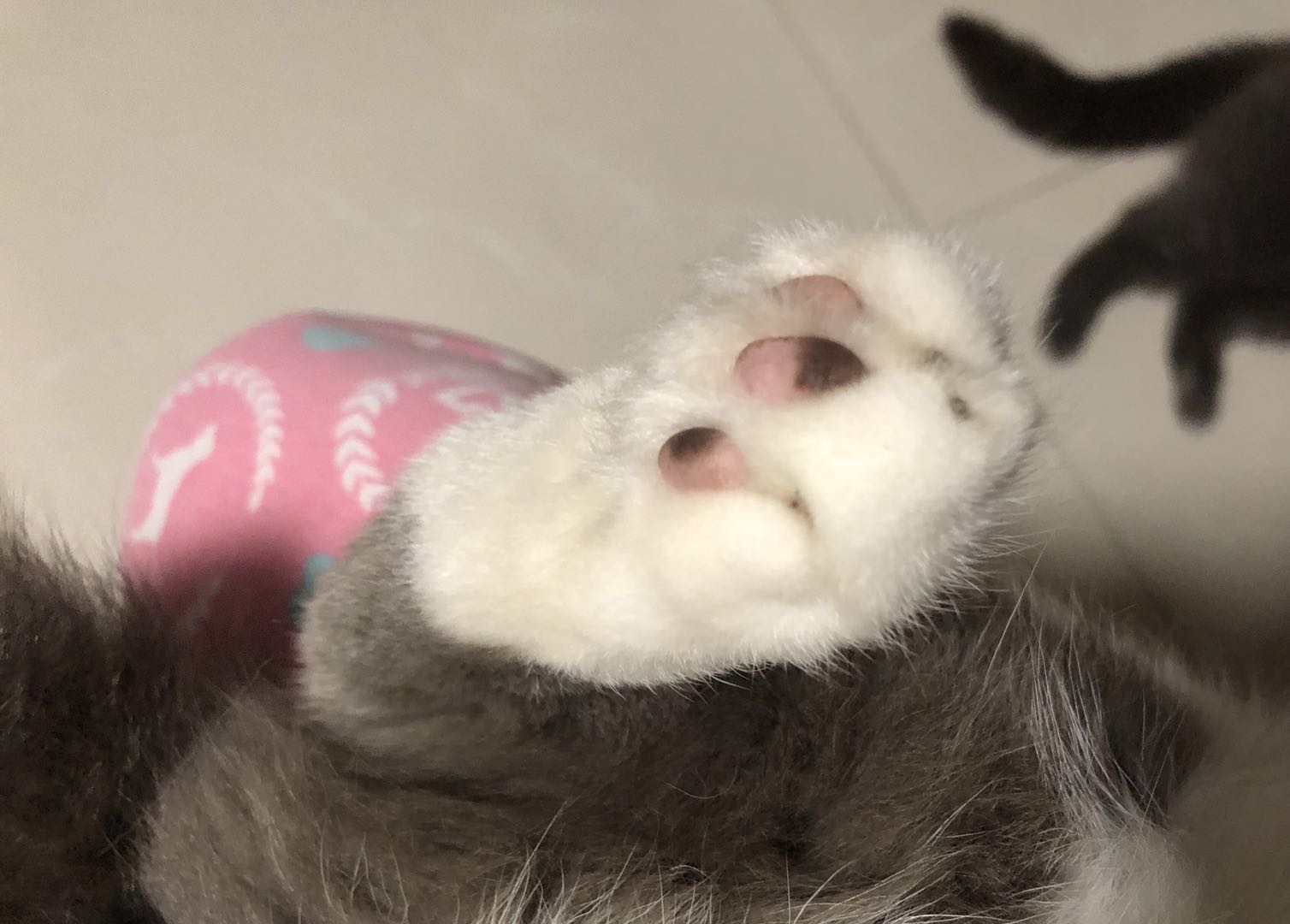 萌萌肉垫会变色，网友直呼可爱，而铲屎官怀疑猫咪生病