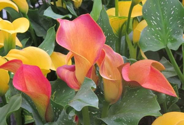 马蹄莲夏季怎么养才能开花快,马蹄莲怎样养才能爆花