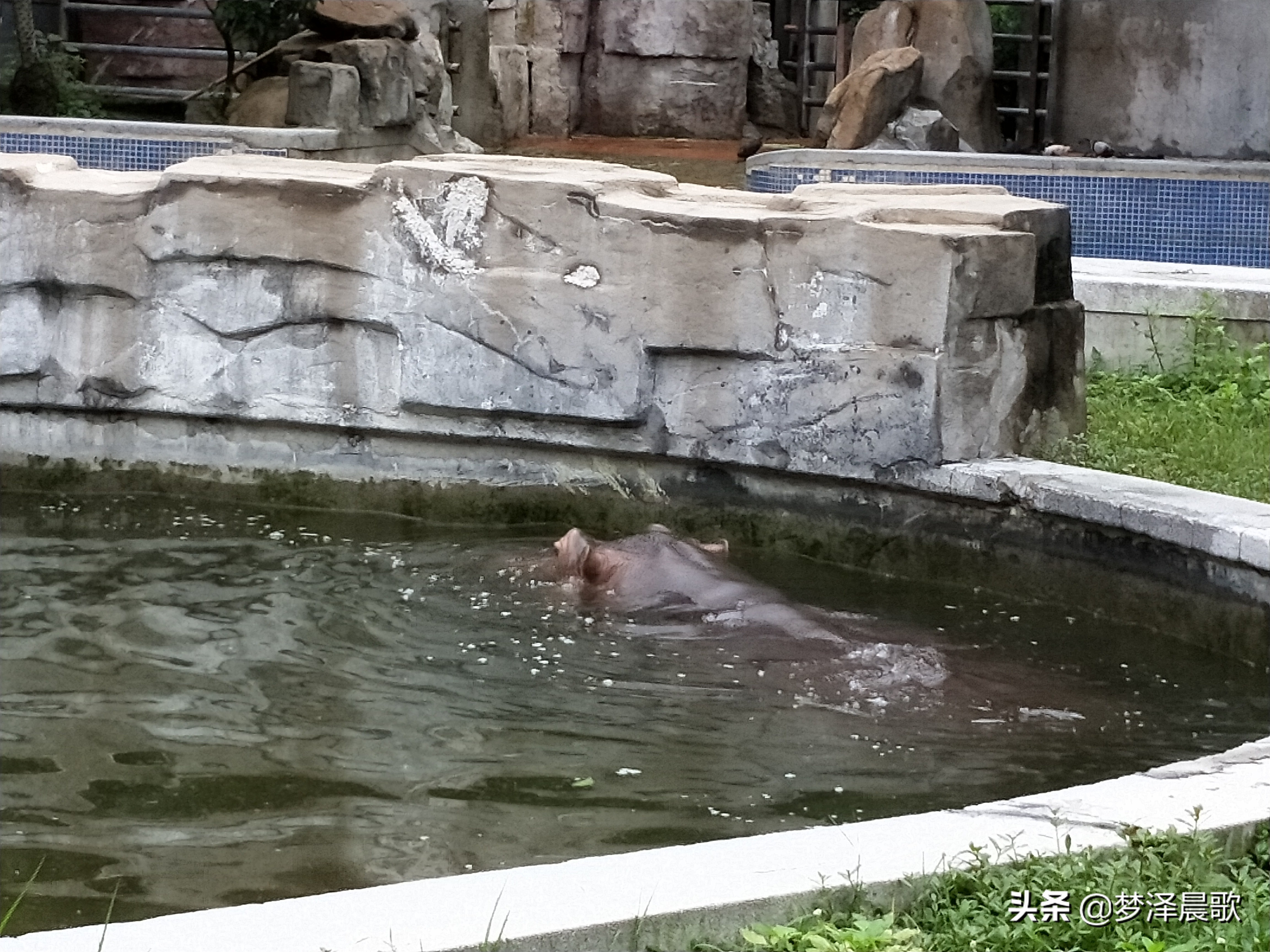 憨憨的河马有多厉害,憨厚的河马