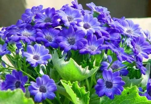 蓝紫色花系植物,蓝紫色系花境植物