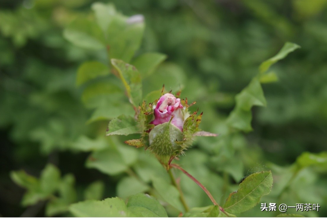 鲁西南与苏北方言,鲁西南风趣方言