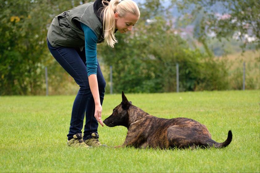 狗狗爆冲乱跑怎么纠正,狗狗见到其他狗爆冲怎么制止