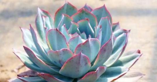 多肉品种50种公认好养的多肉,十种最好看多肉品种