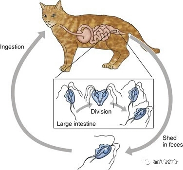 猫九爷:猫的顽固性腹泻(一)~滴虫