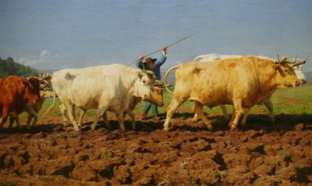 养牛养好胃是关键不花钱给牛健胃,养牛给牛吃什么长肉快成本又低