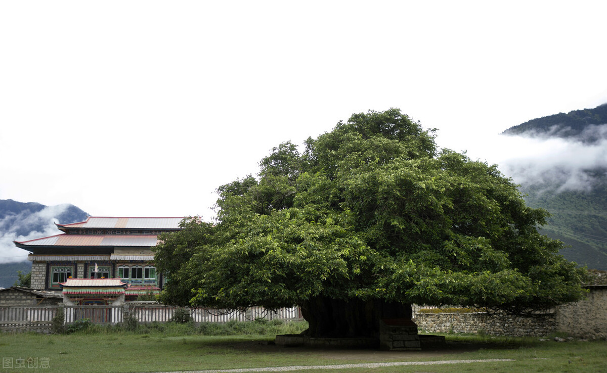 桑树发展前景怎么样,桑树种植前景和利润