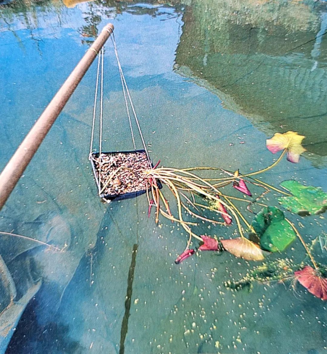 池塘种植水生植物技巧,1.5米深水池塘里睡莲的种植方法
