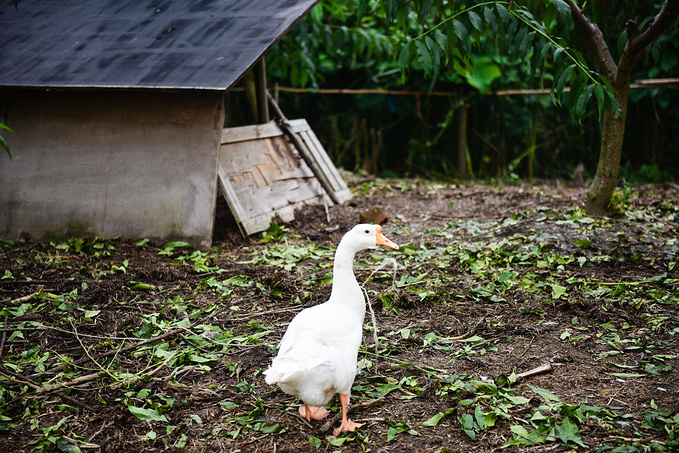 乌村暑期夏令营，吃喝玩乐在这里