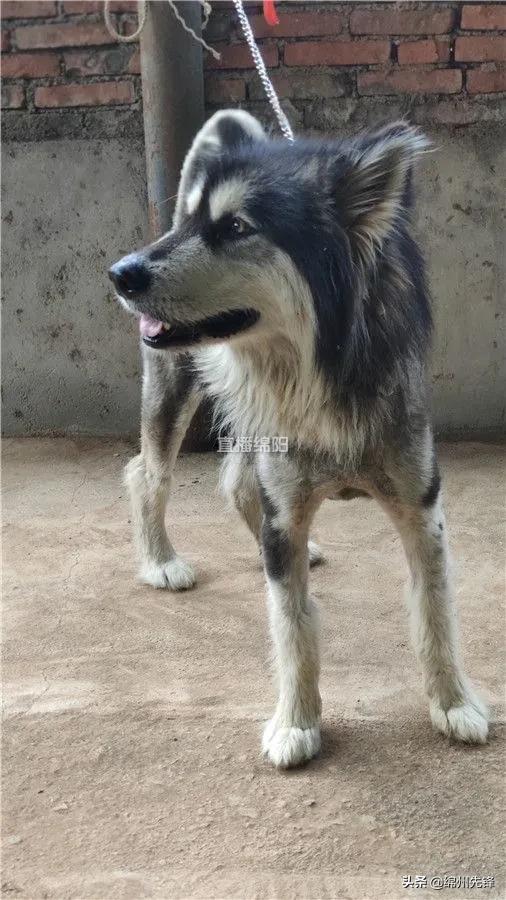 被救下的111条狗狗,一只金毛流浪狗被解救过程