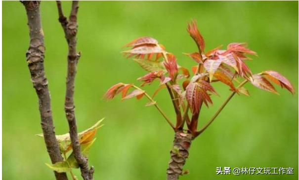 香椿木做珠子好吗,生长几年香椿木可以做手串