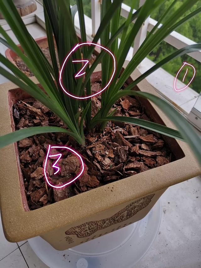 兰花根部长白毛是什么原因,兰花黑根病