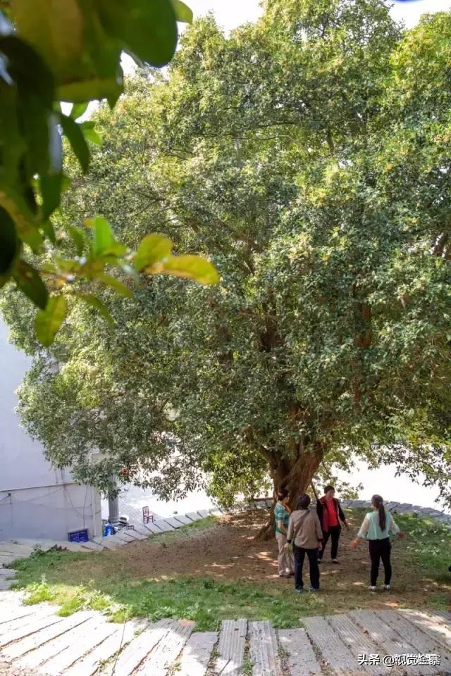 安徽金寨有棵千年“桂花王”，为国内发现最大的桂花树