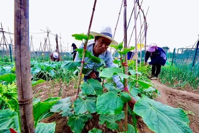【FENG娱】永定河畔租个“私家菜园”,享受农忙乐趣,体会丰收喜悦!